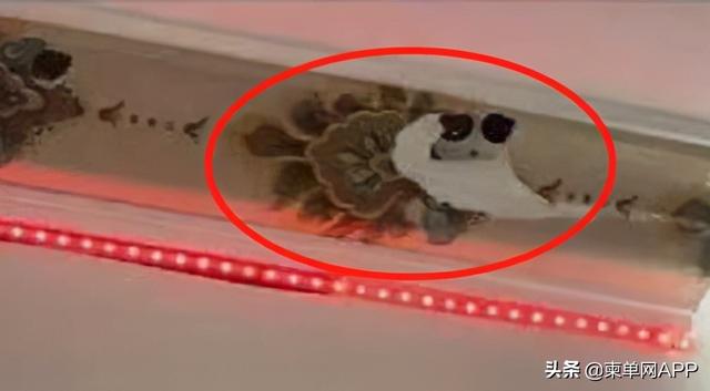 柬埔寨西港酒店暗藏监控,美女索赔10000美元