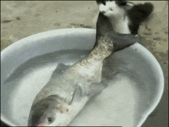 美女你这衣服穿的不对吧,下面都露出来了,网友:她是故意的!