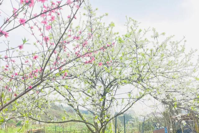 知道为什么重庆美女喜欢嫁外地男吗?让我偷偷告诉你