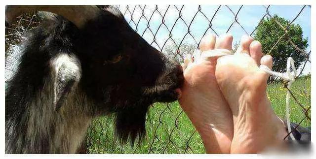 美军对越南女兵的特殊刑罚:羊舔脚心