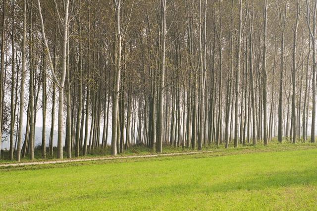 杨絮满天飞，带来4大危害，网友头疼不已：能否全面“禁种”？