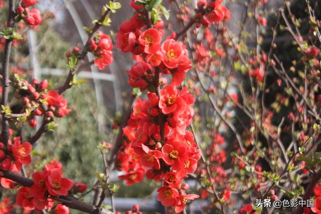 天水步行街，美女海棠相争艳