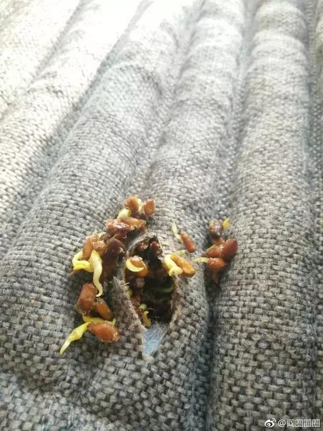 坐垫千万不要随便洗!鬼知道会长出什么