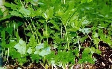 赤峰最漂亮的12个美女,一个比一个惊艳!