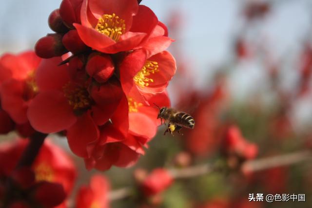 天水步行街，美女海棠相争艳