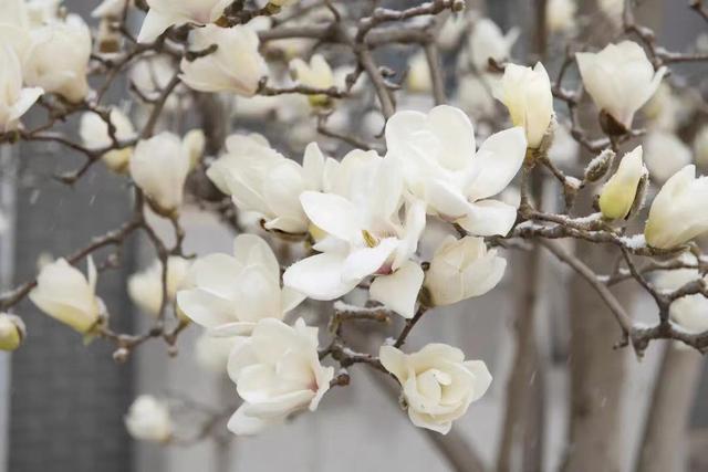 多图预警!北京一高校曝光“最美校花”,神仙颜值惊艳众人!