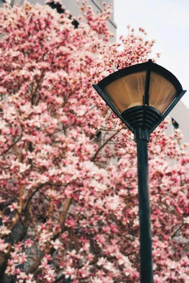 多图预警!北京一高校曝光“最美校花”,神仙颜值惊艳众人!