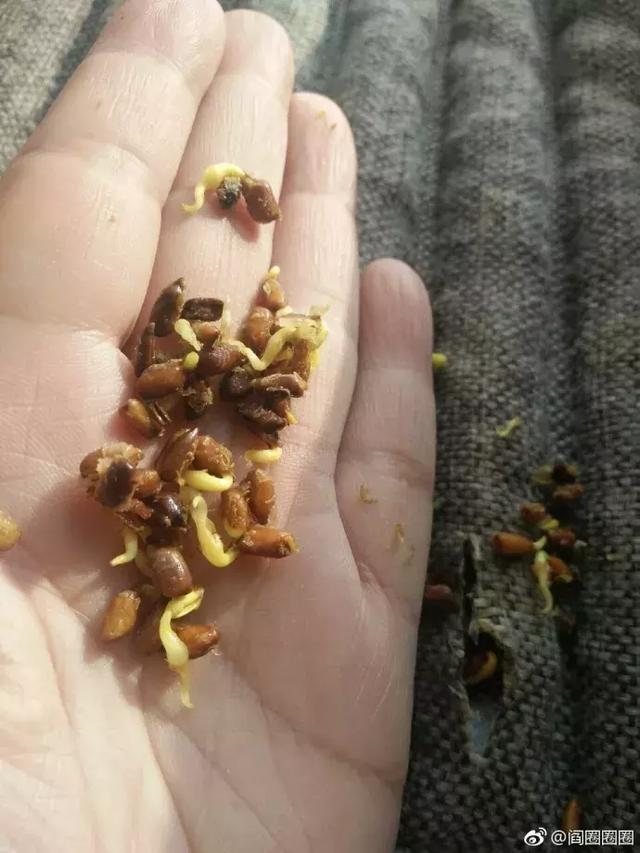 坐垫千万不要随便洗!鬼知道会长出什么