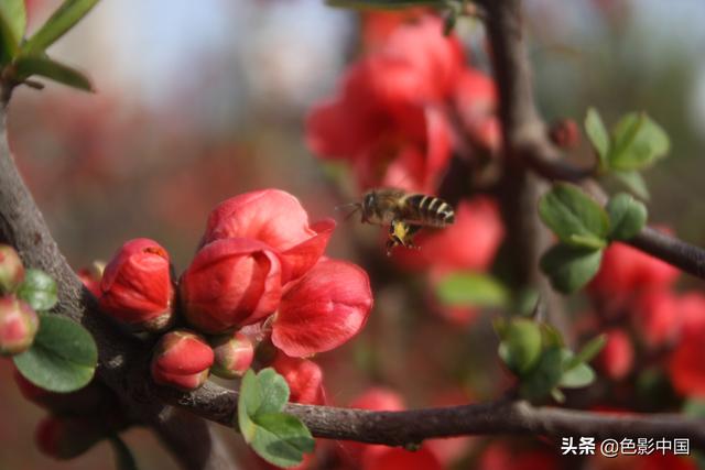 天水步行街，美女海棠相争艳
