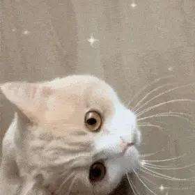 吃牛蛙美女(一个爱吃牛蛙的女孩天塌了，果然什么都在背刺我们，还有什么敢吃)