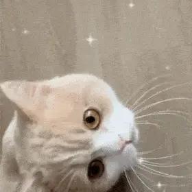 一个爱吃牛蛙的女孩天塌了,果然什么都在背刺我们,还有什么敢吃