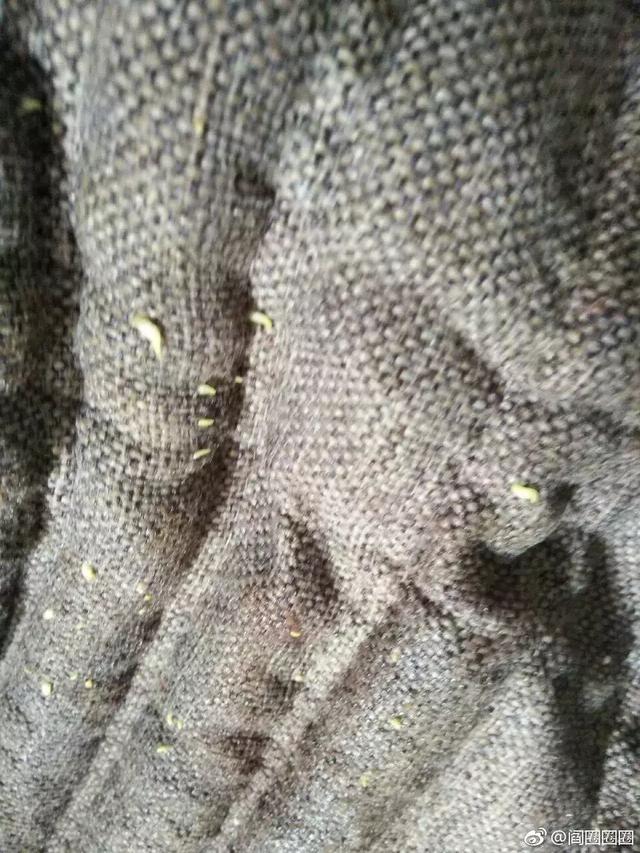 坐垫千万不要随便洗!鬼知道会长出什么