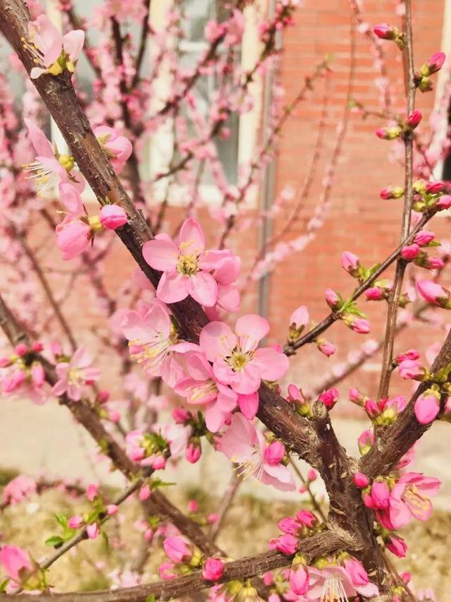 多图预警!北京一高校曝光“最美校花”,神仙颜值惊艳众人!