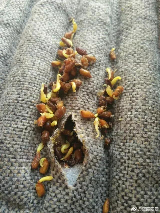 坐垫千万不要随便洗!鬼知道会长出什么