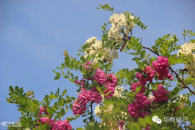 白鹿原这个80岁老太不简单,擀面擀到《舌尖2》