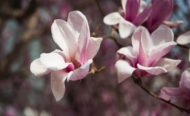 多图预警!北京一高校曝光“最美校花”,神仙颜值惊艳众人!