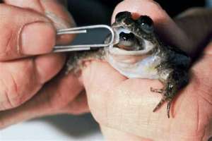 青蛙消化美女(这种动物很奇怪，吃掉自己的受精卵，把胃当作“子宫”)