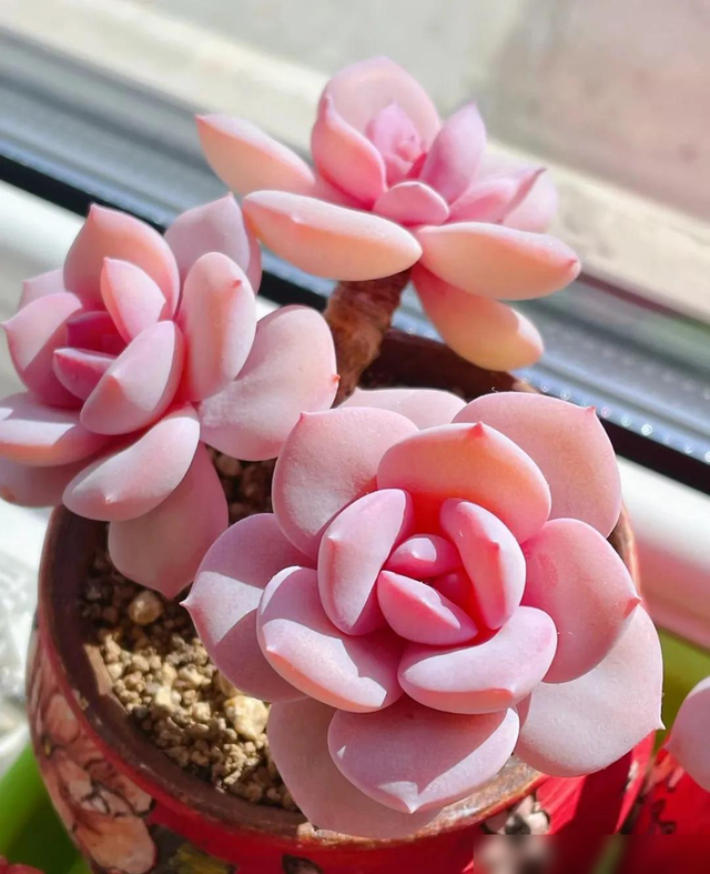 这些花，盆越小长得越漂亮，盆大了反而养不好