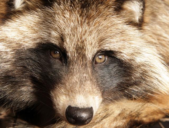 人捉弄人不有趣，妖怪捉弄人才有趣