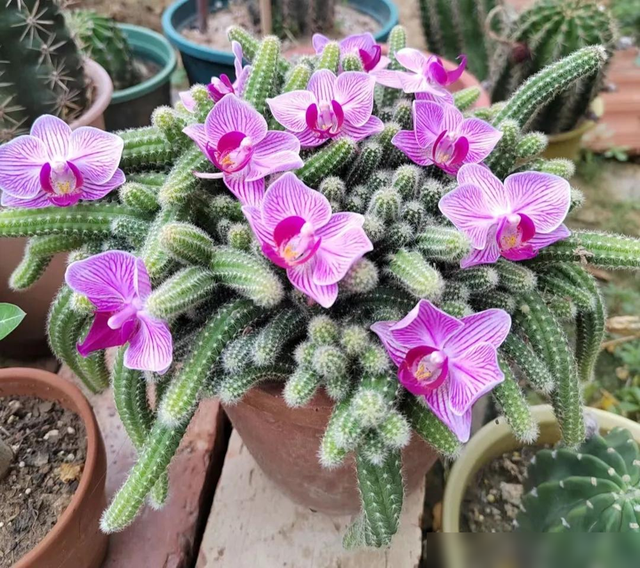 这些花，盆越小长得越漂亮，盆大了反而养不好