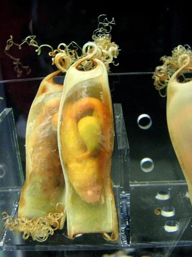 20张令人难忘的照片,每一张都不可以思议,看完层次都上升了 (2)