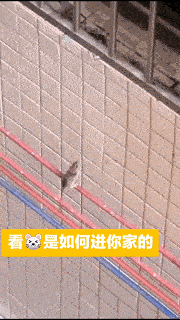 这通宵没白开啊,我能看美女打游戏一晚上