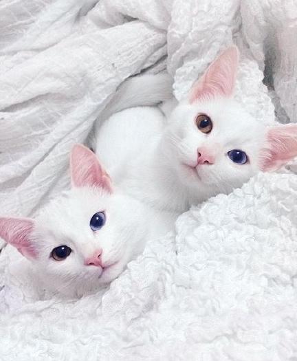 奇葩网黄！一言不合立马不可描述，经常还有迷之角度的“蛋照”