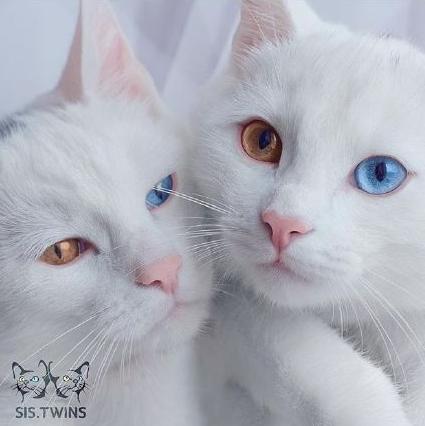 奇葩网黄！一言不合立马不可描述，经常还有迷之角度的“蛋照”