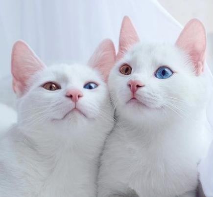 奇葩网黄！一言不合立马不可描述，经常还有迷之角度的“蛋照”