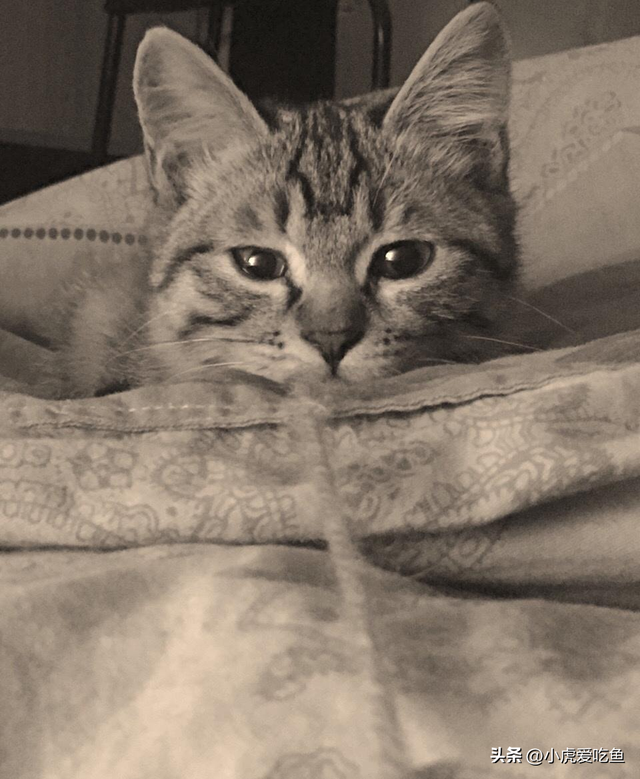 日军日记: 男人饿倒在地,为了救他,我将他妻子的乳房割给他吃!