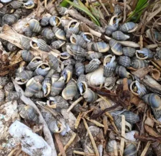 官方预警：不要买！不要吃！毒性比砒霜高百倍，尚无解药！