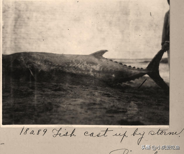 日军日记: 男人饿倒在地,为了救他,我将他妻子的乳房割给他吃!