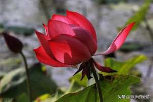 赞美女生手相(命运如同手中的掌纹，无论多曲折，终究掌握在自我手中)