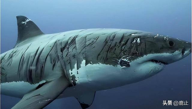 一组精彩照片:丹麦漂亮的超胖女模特,属于非洲山魈的写真镜头