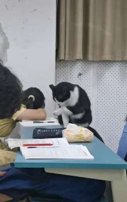给美女挠痒痒视频(安徽一女大学生上课玩手机，被一只黑猫“抓现行”网友：黑猫警长来了)