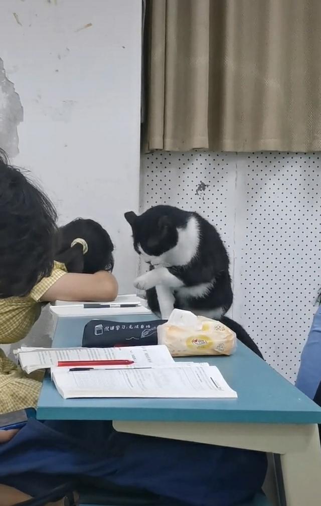 安徽一女大学生上课玩手机,被一只黑猫“抓现行”!网友:黑猫警长来了