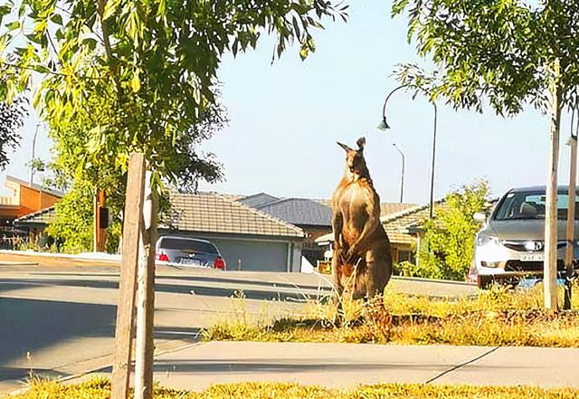 澳洲女子街遇巨型袋鼠,体型巨大胸肌夸张,只吃草为何如此强悍?