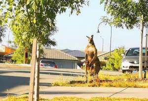 巨角胸美女(澳洲女子街遇巨型袋鼠，体型巨大胸肌夸张，只吃草为何如此强悍？)