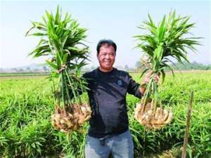 古岘到青岛汽车时刻表(“有葱劲”“靠姜山”致富有路)