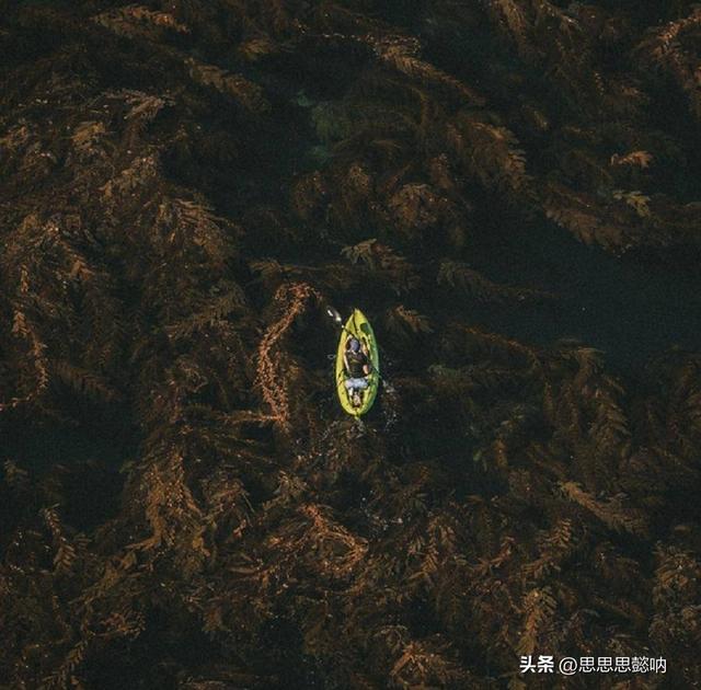 一组精彩照片:丹麦漂亮的超胖女模特,属于非洲山魈的写真镜头