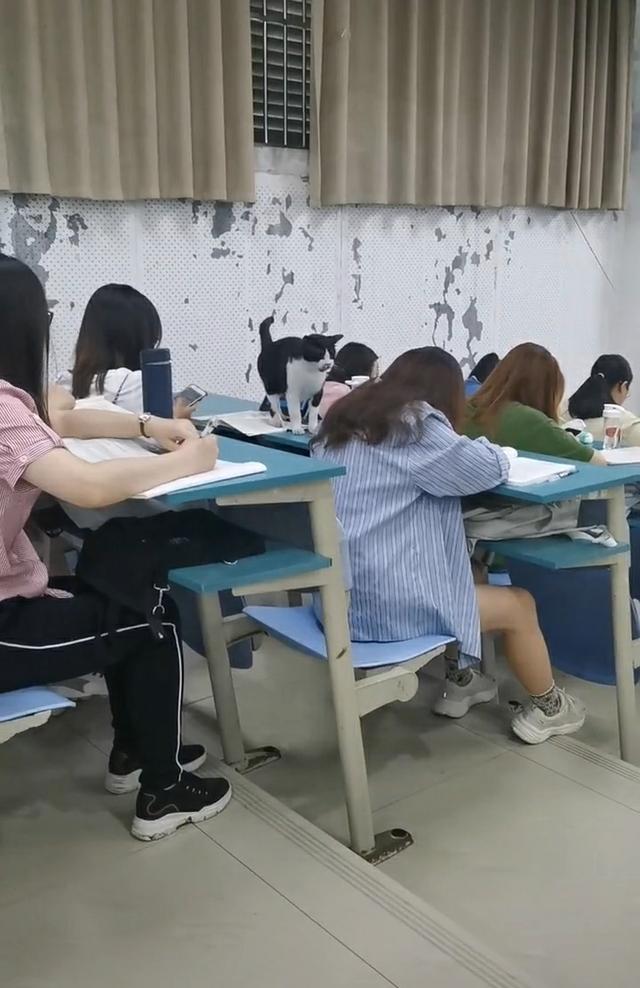 安徽一女大学生上课玩手机,被一只黑猫“抓现行”!网友:黑猫警长来了