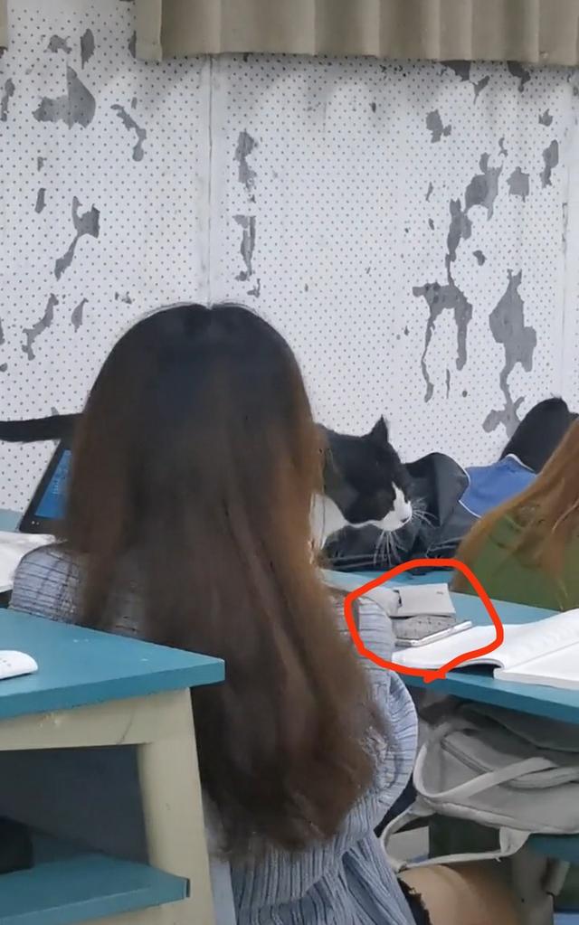 安徽一女大学生上课玩手机,被一只黑猫“抓现行”!网友:黑猫警长来了