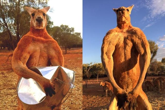 澳洲女子街遇巨型袋鼠,体型巨大胸肌夸张,只吃草为何如此强悍?