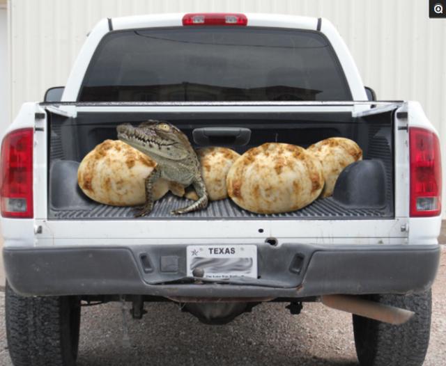 盘点在国外,皮卡的后车厢贴上了3D贴纸,栩栩如生,很逼真