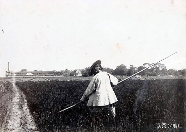一组精彩照片:丹麦漂亮的超胖女模特,属于非洲山魈的写真镜头