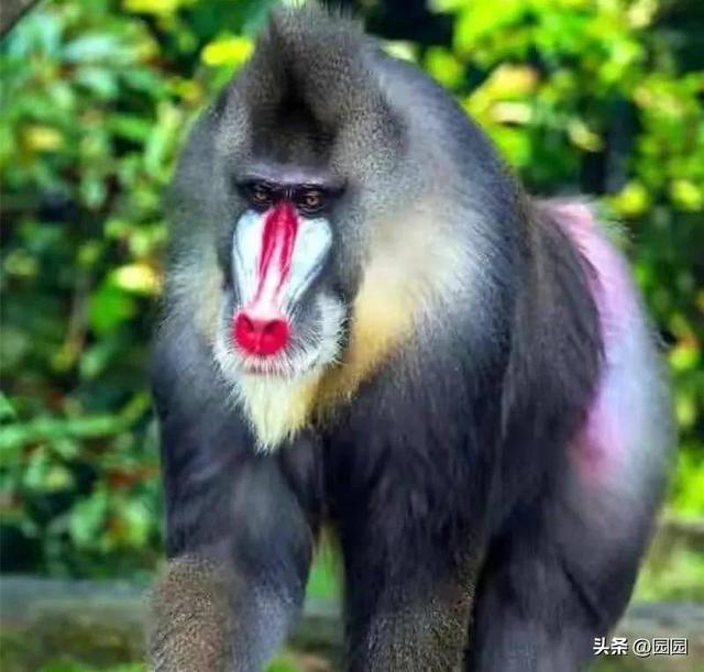 一组精彩照片:丹麦漂亮的超胖女模特,属于非洲山魈的写真镜头