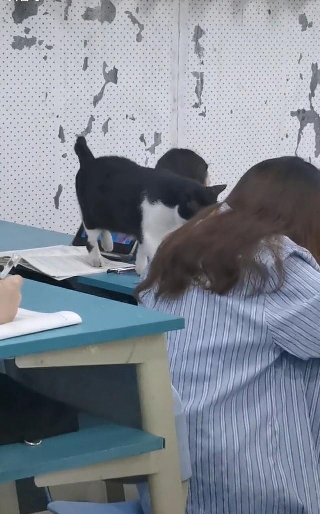 安徽一女大学生上课玩手机,被一只黑猫“抓现行”!网友:黑猫警长来了