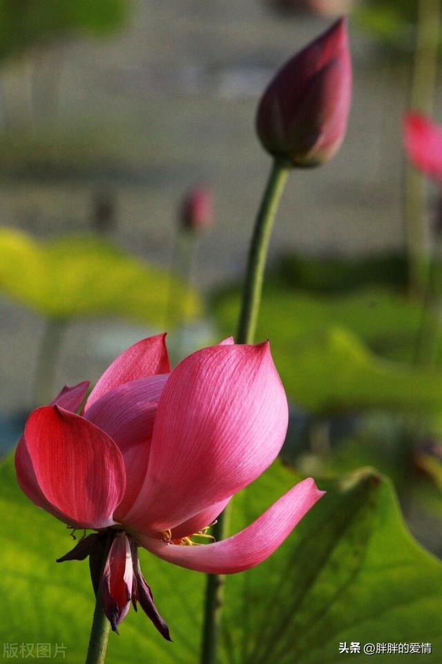 命运如同手中的掌纹,无论多曲折,终究掌握在自我手中