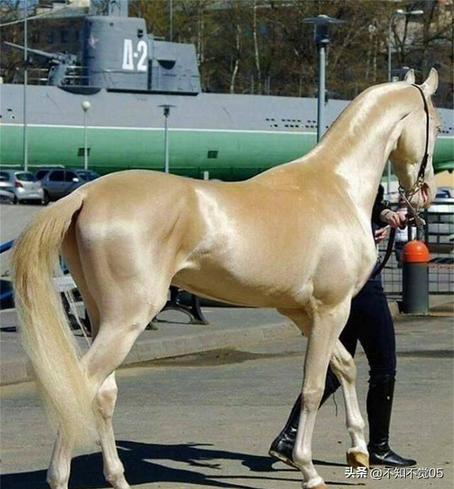 一组精彩照片:丹麦漂亮的超胖女模特,属于非洲山魈的写真镜头