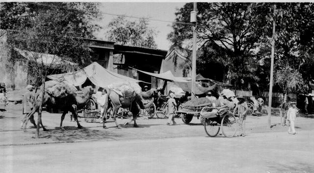 一组精彩照片:丹麦漂亮的超胖女模特,属于非洲山魈的写真镜头